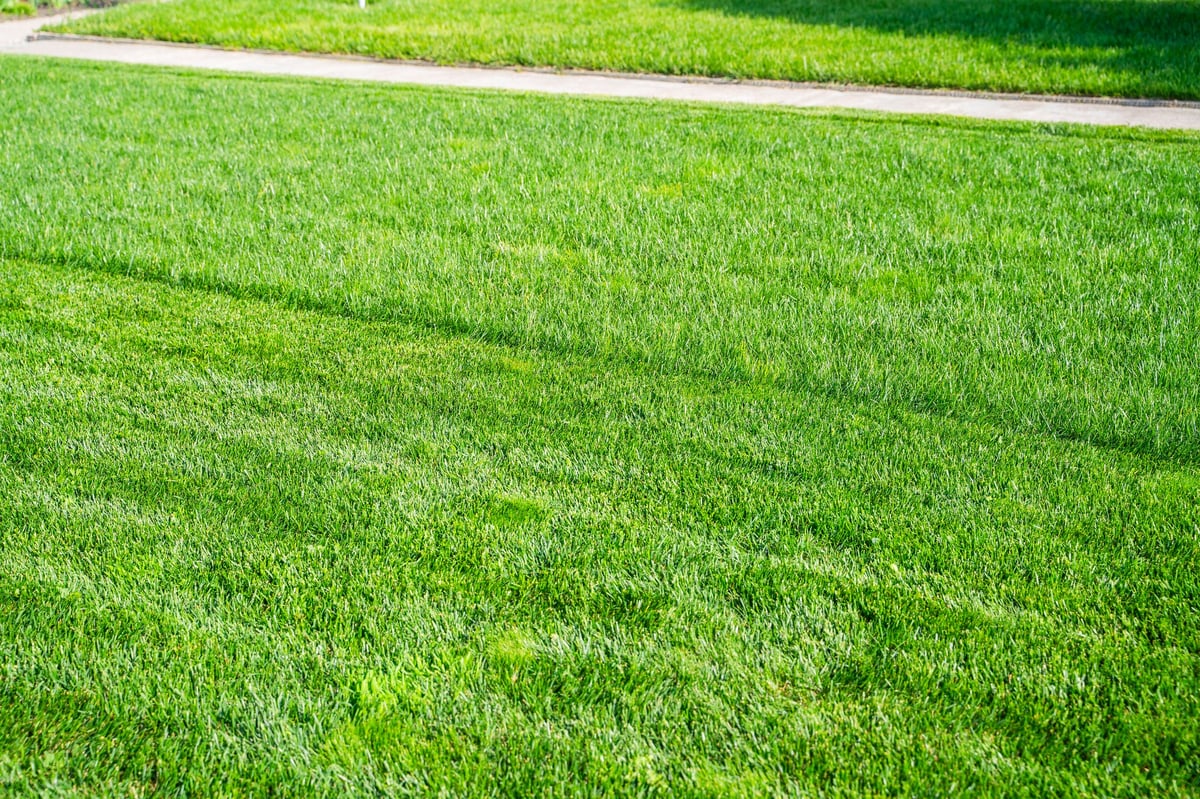 Yard renovations